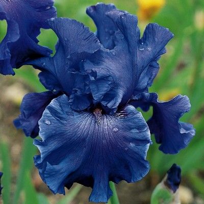 YAQUINA BLUE