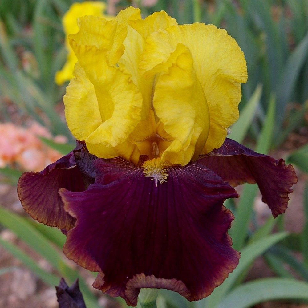 Iris des jardins 'Dame Blanche