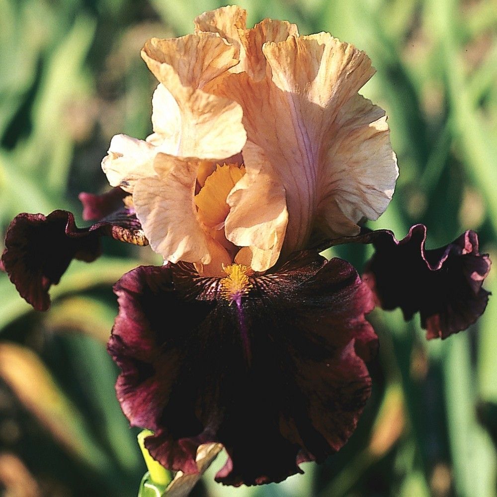 RUSTIC ROYALTY RUSTIC ROYALTY