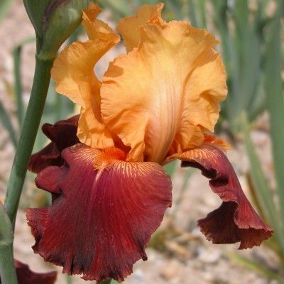 TORERO