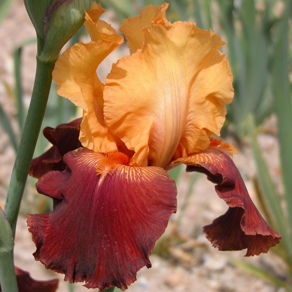 TORERO TORERO