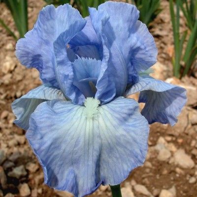 BEL AZUR
