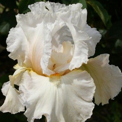 BRIDE'S BLUSH