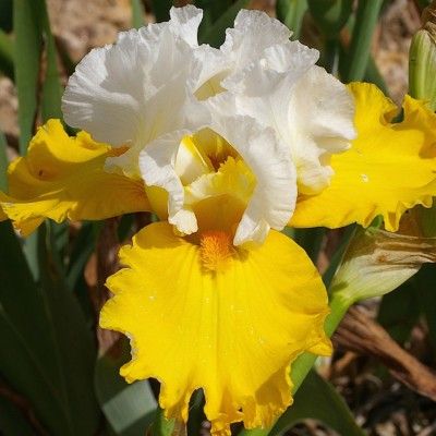 LIBELLULE JAUNE