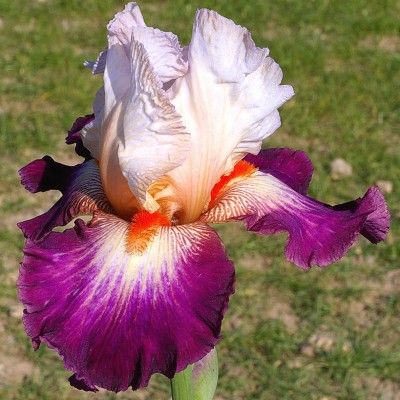 Tall Bearded Iris (Iris 'Lace Legacy') in the Irises Database