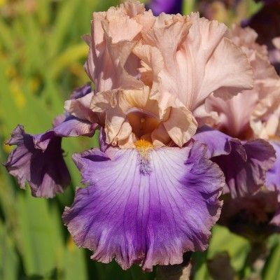 FLORENTINE SILK