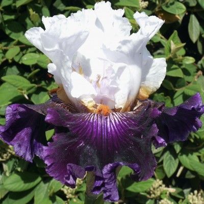 BLANC CASSIS