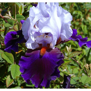 Sélection Bicolores