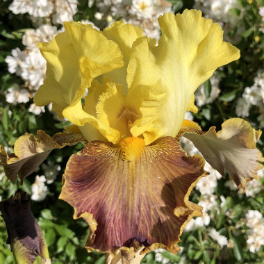 Sélection Bouquet Chaud