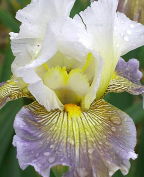Iris amoena