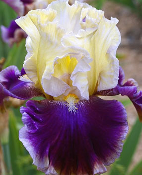 Iris bicolores