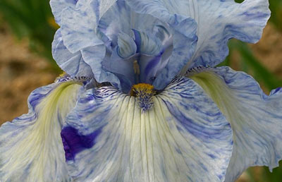 Iris blanc