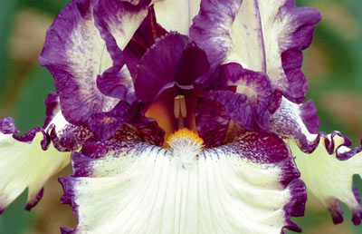 Iris plicata