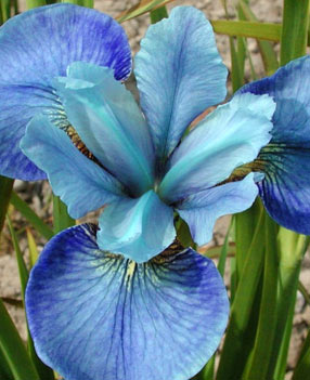 Iris de sibérie