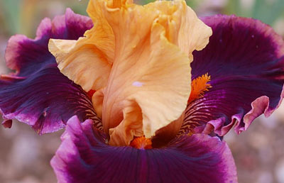 Iris blanc