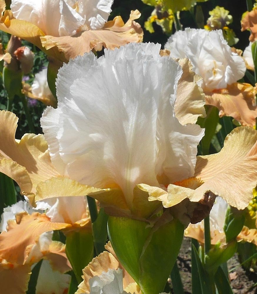 grands iris
