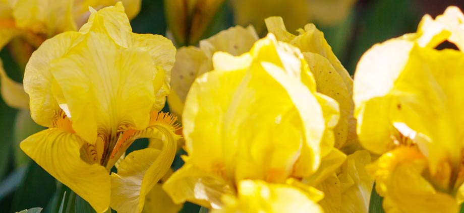 Iris tons chauds