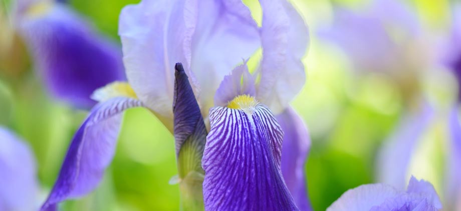 grand iris tons frais